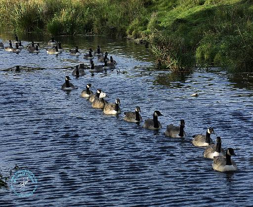 Canada Geese 9P51D-083.JPG
